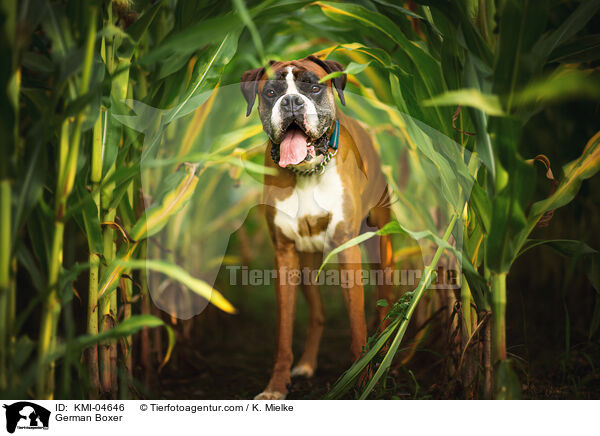 German Boxer / KMI-04646