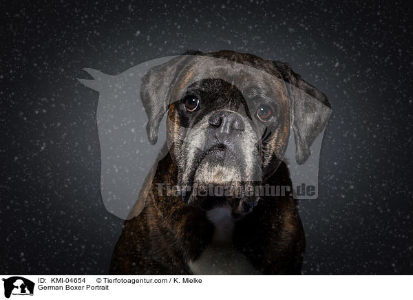 German Boxer Portrait / KMI-04654