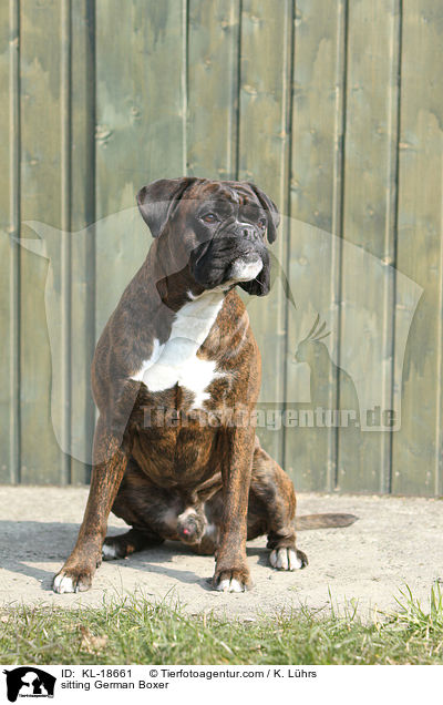 sitting German Boxer / KL-18661