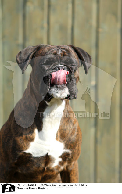 German Boxer Portrait / KL-18662