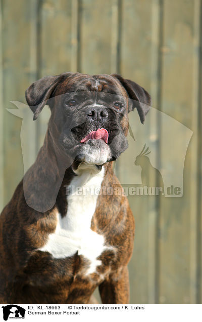 Deutscher Boxer Portrait / German Boxer Portrait / KL-18663