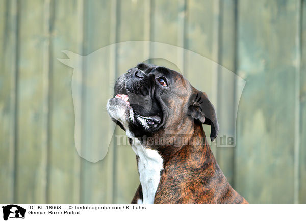 German Boxer Portrait / KL-18668