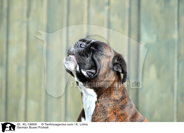 Deutscher Boxer Portrait / German Boxer Portrait / KL-18669