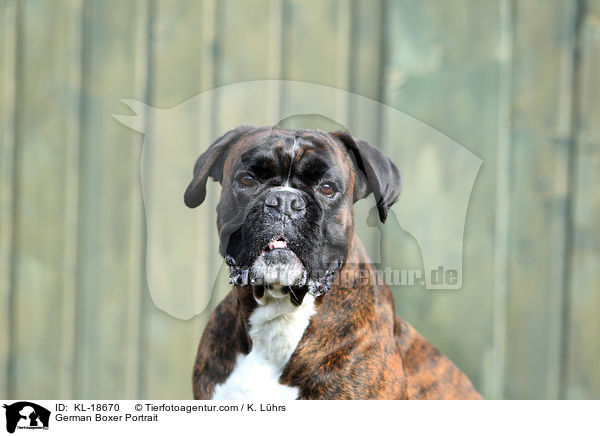 German Boxer Portrait / KL-18670