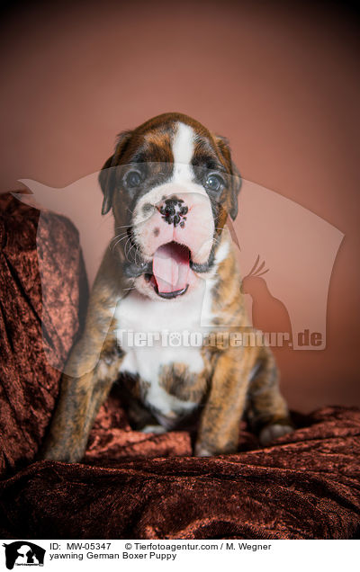 ghnender Deutscher Boxer Welpe / yawning German Boxer Puppy / MW-05347