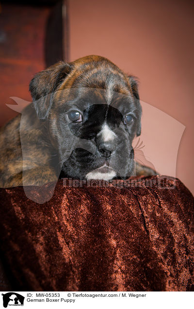 Deutscher Boxer Welpe / German Boxer Puppy / MW-05353