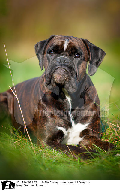 liegender Deutscher Boxer / lying German Boxer / MW-05367