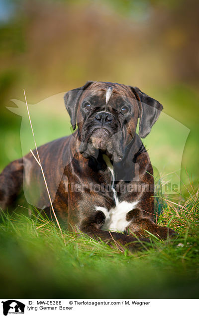 lying German Boxer / MW-05368