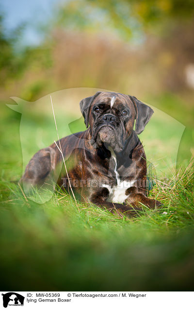 lying German Boxer / MW-05369