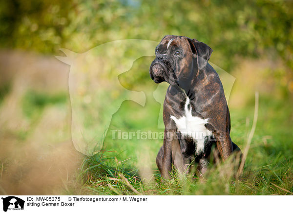 sitting German Boxer / MW-05375