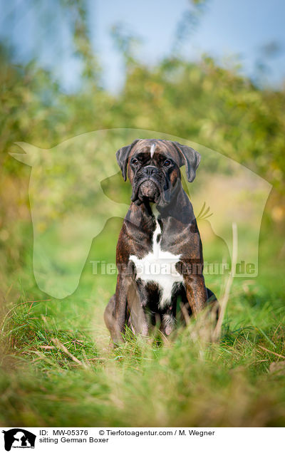sitting German Boxer / MW-05376