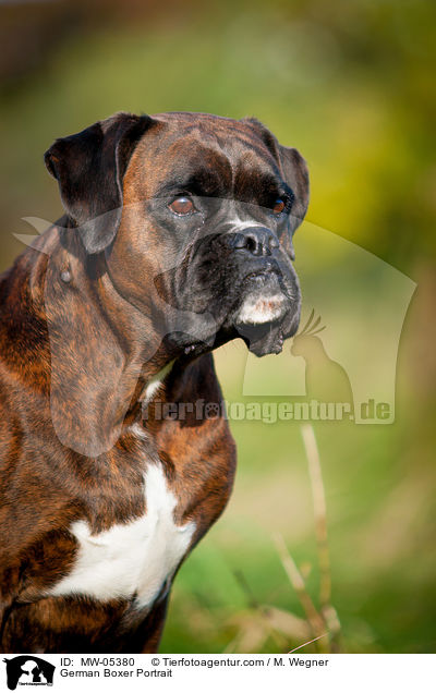German Boxer Portrait / MW-05380