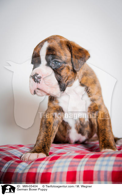 German Boxer Puppy / MW-05404
