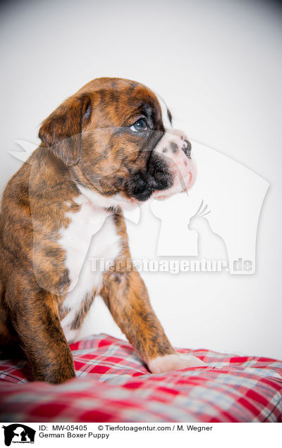 German Boxer Puppy / MW-05405