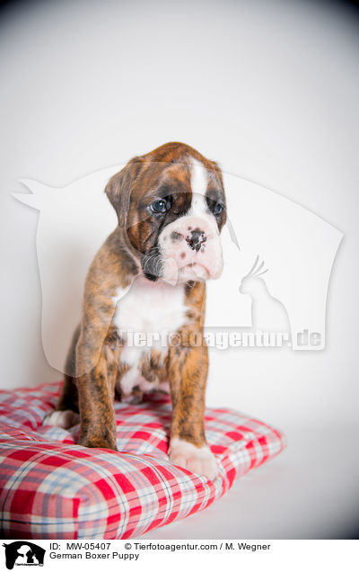 German Boxer Puppy / MW-05407