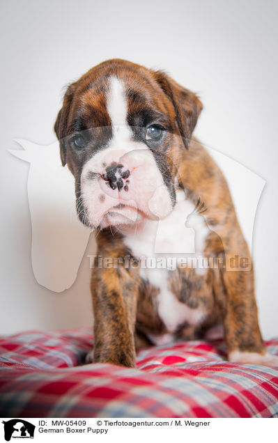 German Boxer Puppy / MW-05409