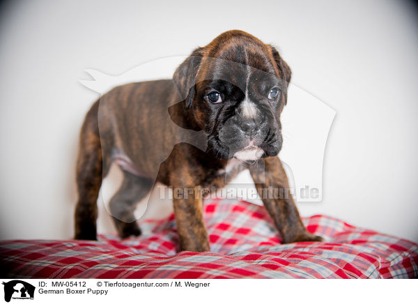 German Boxer Puppy / MW-05412