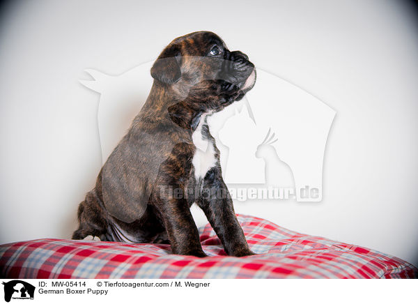 German Boxer Puppy / MW-05414