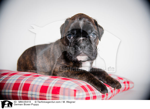 German Boxer Puppy / MW-05415