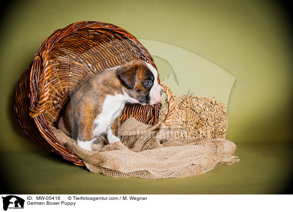 German Boxer Puppy / MW-05416