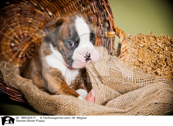 German Boxer Puppy / MW-05417