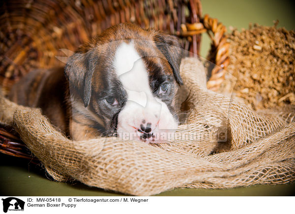 German Boxer Puppy / MW-05418