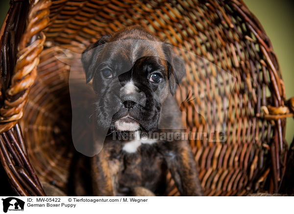 German Boxer Puppy / MW-05422
