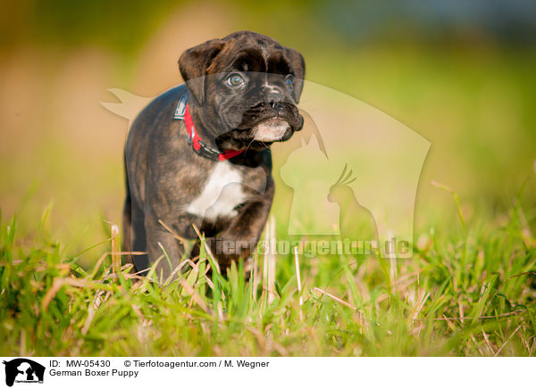 German Boxer Puppy / MW-05430