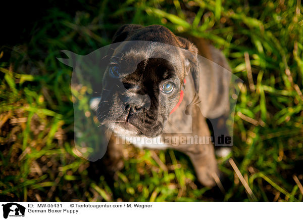German Boxer Puppy / MW-05431