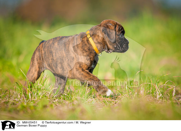Deutscher Boxer Welpe / German Boxer Puppy / MW-05451