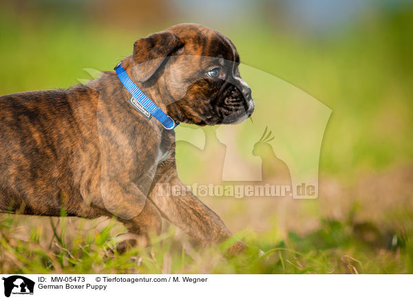 German Boxer Puppy / MW-05473