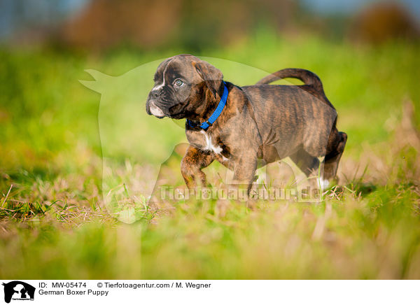 German Boxer Puppy / MW-05474