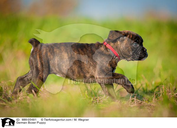 German Boxer Puppy / MW-05481