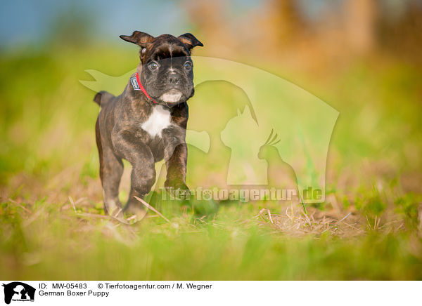 German Boxer Puppy / MW-05483