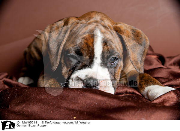 German Boxer Puppy / MW-05518
