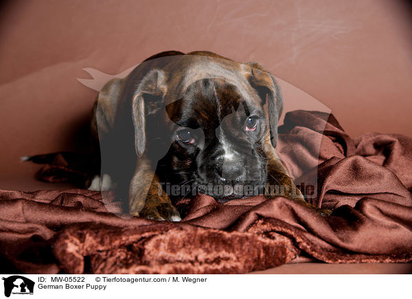 German Boxer Puppy / MW-05522