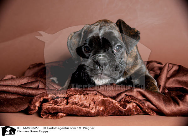 German Boxer Puppy / MW-05527