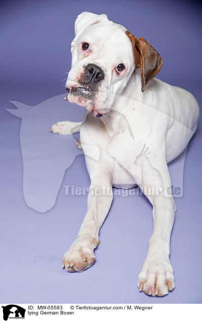lying German Boxer / MW-05583