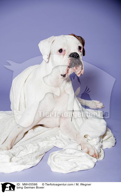 lying German Boxer / MW-05586