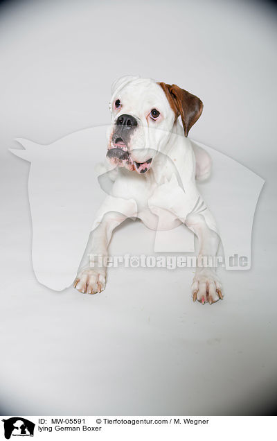 lying German Boxer / MW-05591