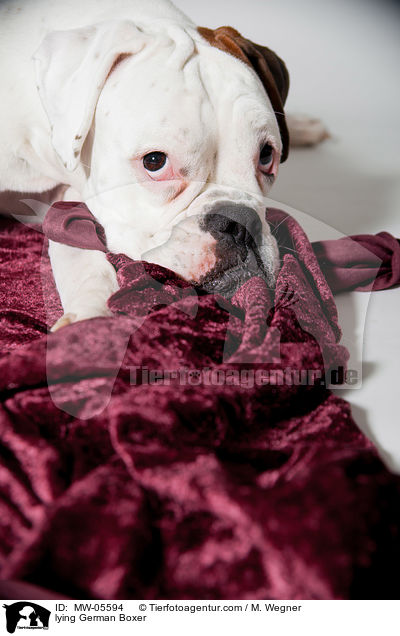 lying German Boxer / MW-05594