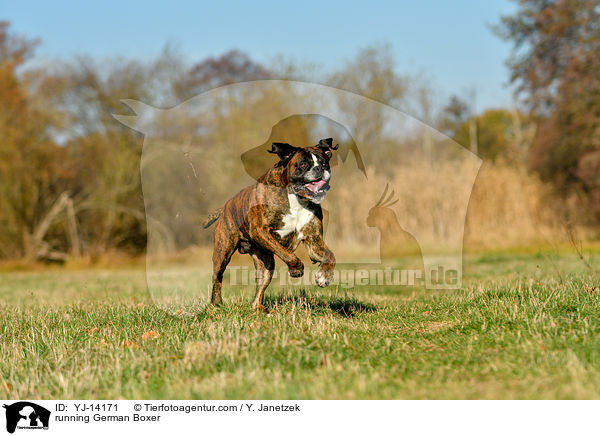 running German Boxer / YJ-14171