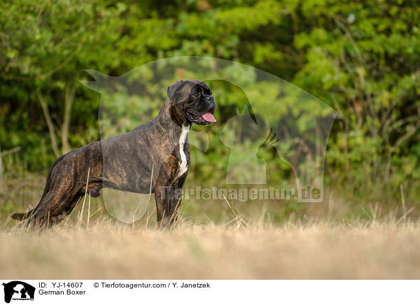 German Boxer / YJ-14607