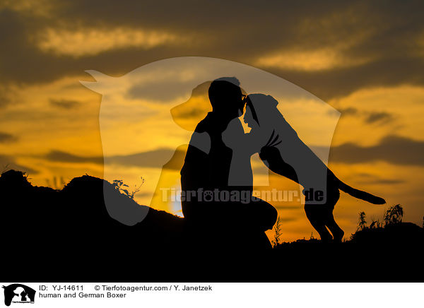 human and German Boxer / YJ-14611