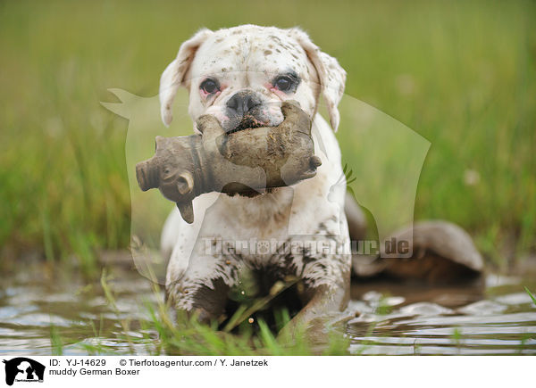 schlammiger Deutscher Boxer / muddy German Boxer / YJ-14629