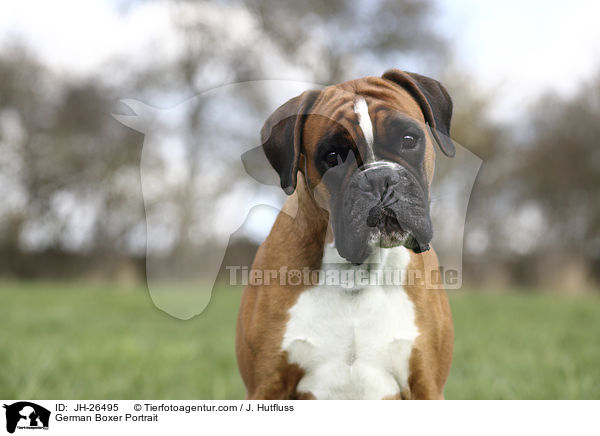 German Boxer Portrait / JH-26495