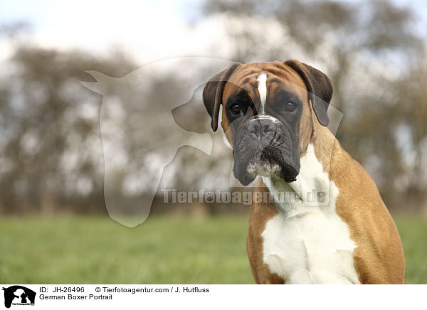 German Boxer Portrait / JH-26496