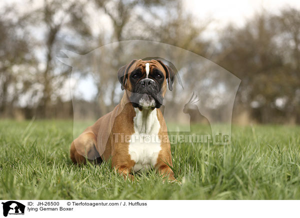 lying German Boxer / JH-26500
