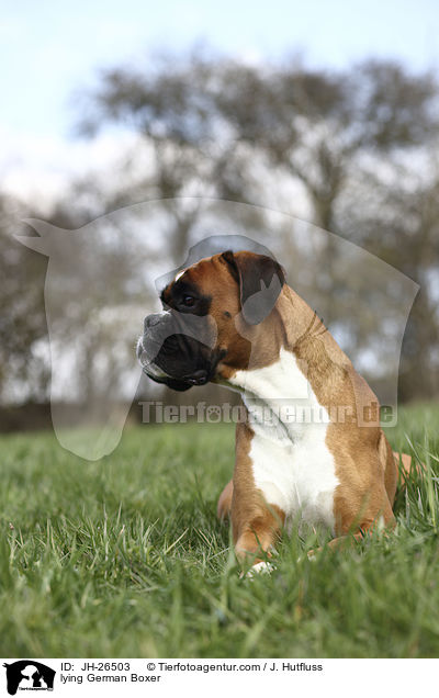 lying German Boxer / JH-26503