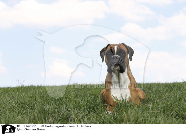 lying German Boxer / JH-26511